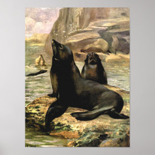Vintage California Sea Lions by CE Swan Poster