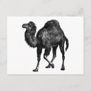 Vintage Camel Postcard
