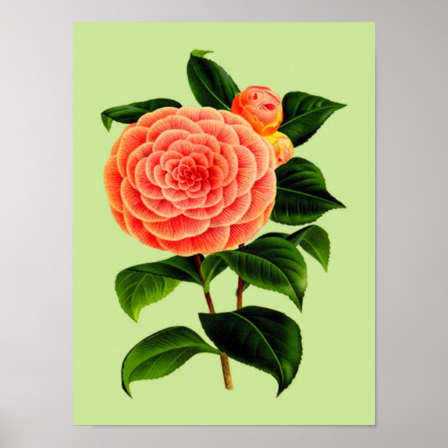 Vintage Camellia Flower #2 Poster (Front)