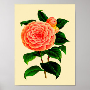 Vintage Camellia Flower #3 Poster