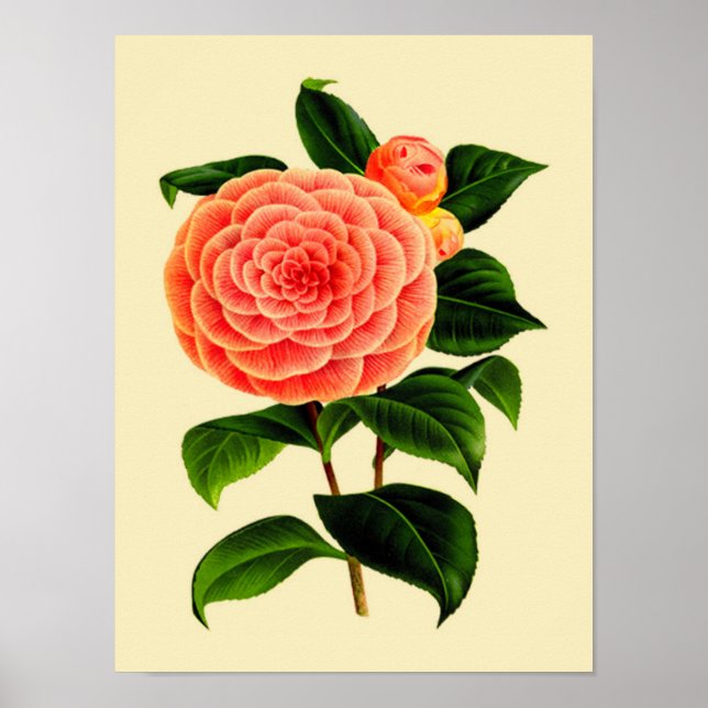 Vintage Camellia Flower #3 Poster (Front)
