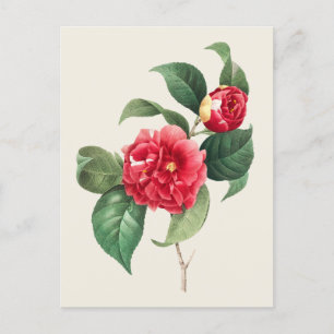 Vintage Camellia Japonica Botanical Illustration Postcard