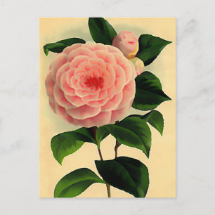 Vintage camellia postcard