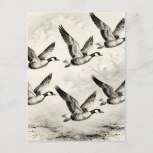 Vintage Canada Geese in Flight Engraving Postcard