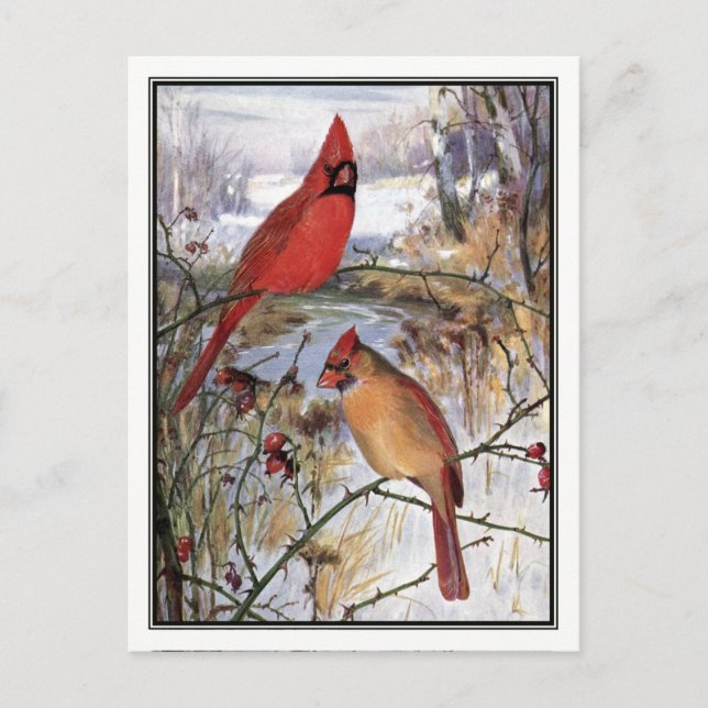 Vintage Cardinal by Robert Bruce Horsfall Postcard (Front)