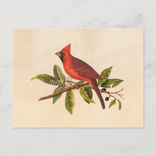 Vintage Cardinal Song Bird Illustration - 1800's Postcard