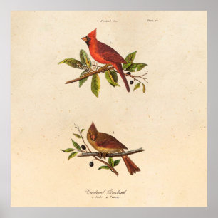 Vintage Cardinal Song Bird Illustration - 1800's Poster