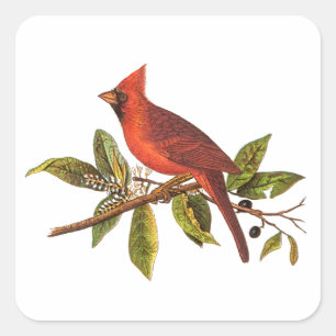 Vintage Cardinal Song Bird Illustration - 1800's Square Sticker