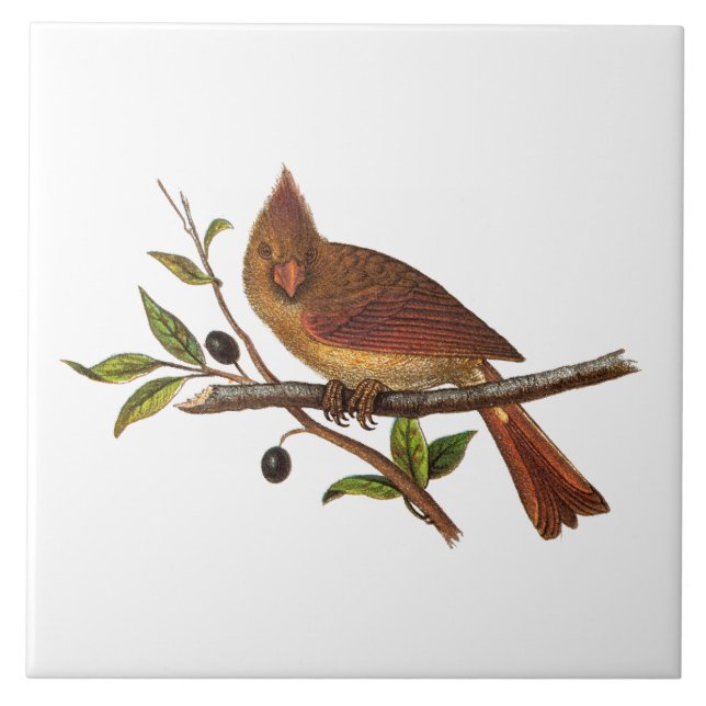 Vintage Cardinal Song Bird Illustration - 1800's Tile (Front)