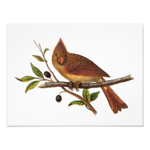 Vintage Cardinal Song Bird Illustration - Female Photo Print