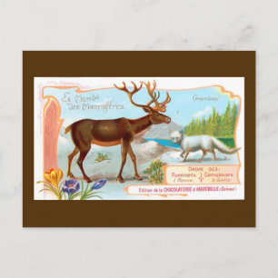 Vintage Caribou (Reindeer) and Arctic Fox Postcard