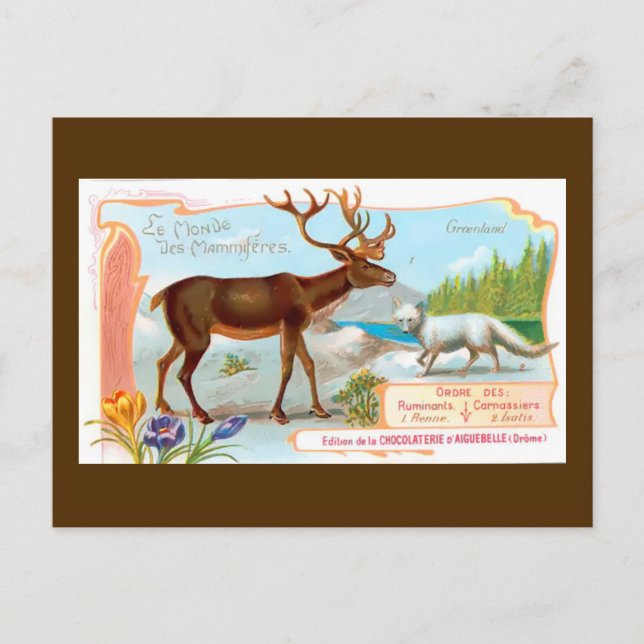 Vintage Caribou (Reindeer) and Arctic Fox Postcard (Front)