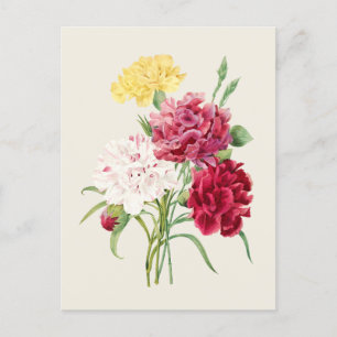 Vintage Carnations Botanical Illustration Postcard