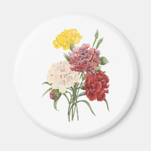 Vintage Carnations Dianthus Garden Flowers Redoute Magnet