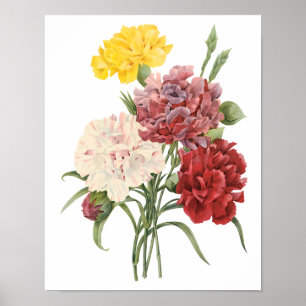 Vintage Carnations Dianthus Garden Flowers Redoute Poster