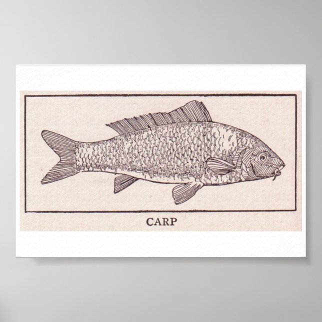 Vintage Carp Poster (Front)