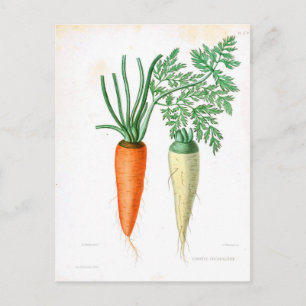 Vintage Carrots Botanical Print Postcard