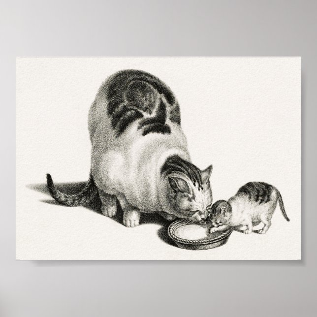 Vintage Cat Illustration Poster (Front)