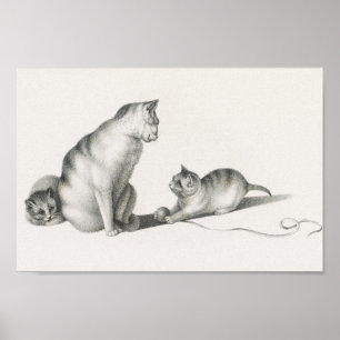 Vintage Cat Illustration Poster