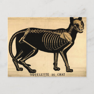 Vintage Cat Skeleton Postcard
