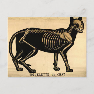 Vintage Cat Skeleton Postcard