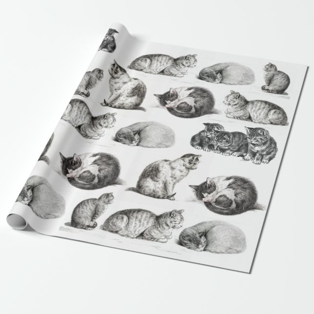 Vintage Cat Sketch  Wrapping Paper (Unrolled)