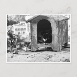 Vintage cats b/w postcard