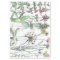 Vintage Cats Ear Flower Wildflowers Tissue Paper