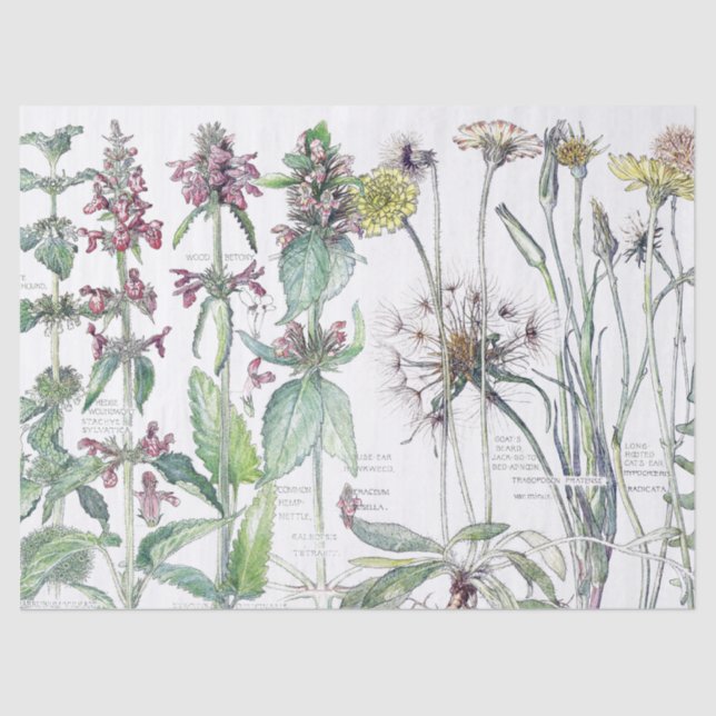 Vintage Cats Ear Flower Wildflowers Tissue Paper (Front)