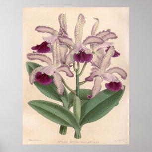 Vintage Cattleya Guttata Orchid Flower Poster