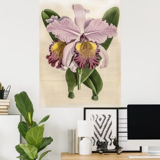 Vintage Cattleya Hardyana Orchid Flower Poster (Home Office)