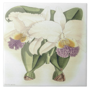 Vintage Cattleya Mendelii Bella Orchid Flower Ceramic Tile