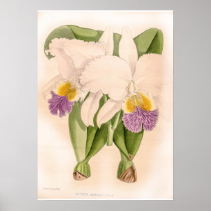 Vintage Cattleya Mendelii Bella Orchid Flower Poster