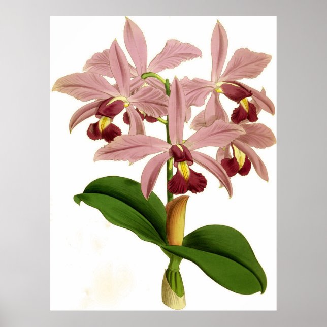 Vintage Cattleya Superba Orchid Flower Poster (Front)