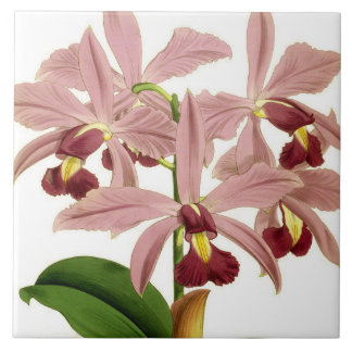 Vintage Cattleya Superba Rare Orchid Flower Ceramic Tile