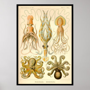 Vintage Cephalopods Poster