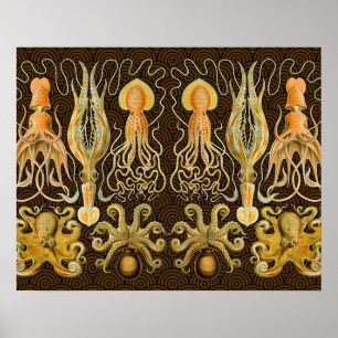 Vintage Cephalopods Squid Octopus Poster