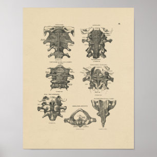 Vintage Cervical Spine Anatomy 1880 Print