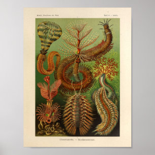 Vintage Chaetopoda Colour Ernst Haeckel Art Print