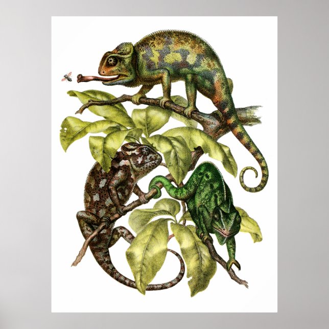 Vintage Chameleon Lizard Poster (Front)