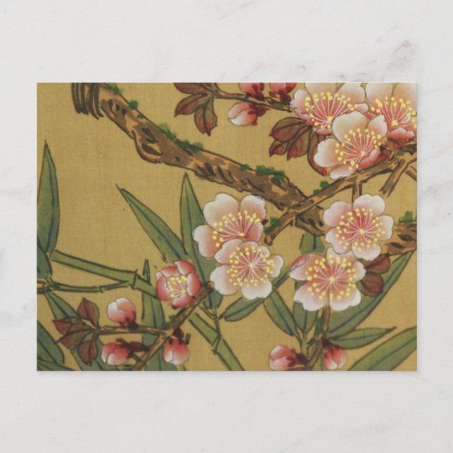 Vintage Cherry Blossoms Asian Japanese Flowers Postcard (Front)