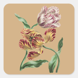 Vintage Chic 18th Century Botanical Tulip Art Square Sticker