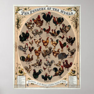 Vintage Chicken Breed Poster