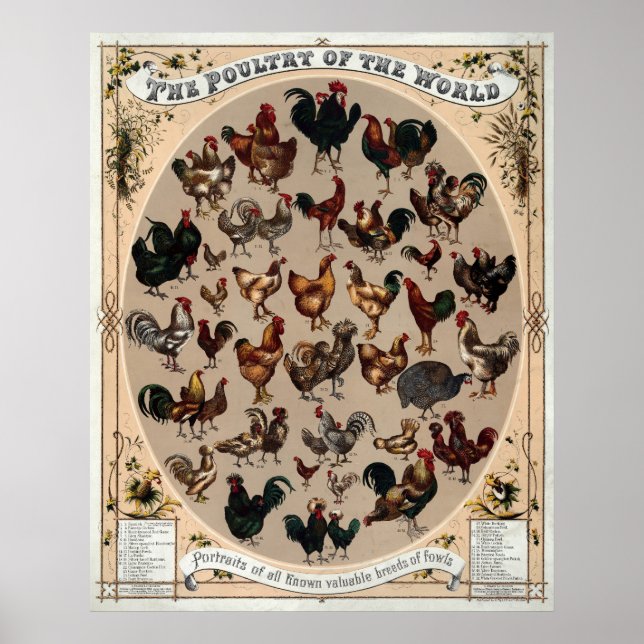 Vintage Chicken Breed Poster (Front)