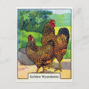 Vintage Chicken Print Postcard