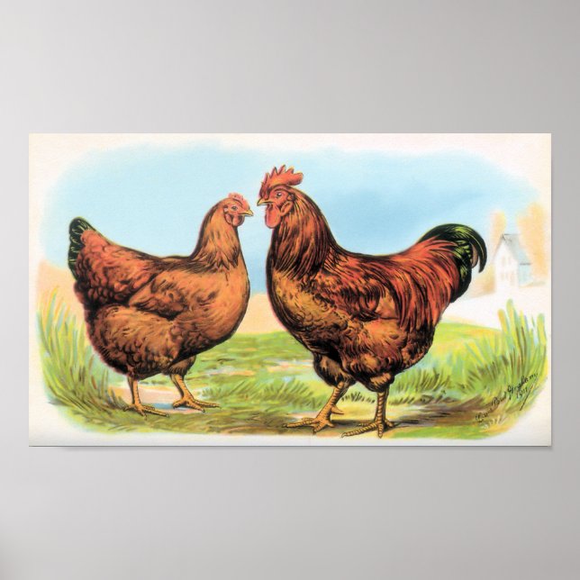 Vintage Chicken Print Rooster and Hen Partridges (Front)