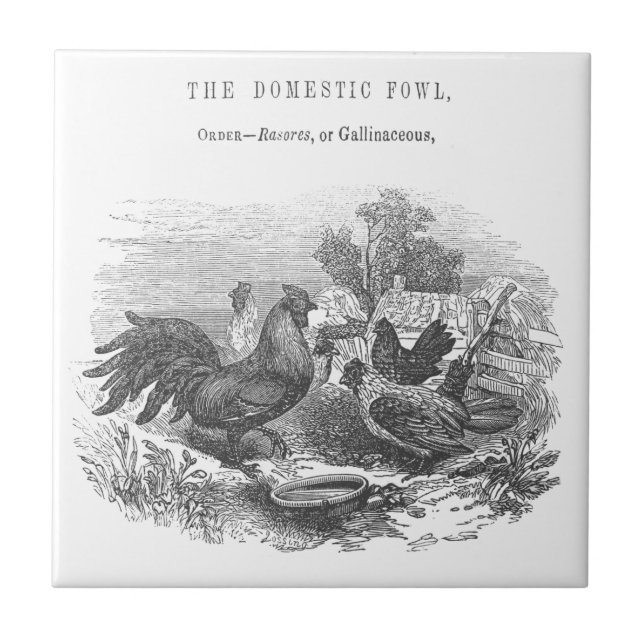 Vintage Chickens Pen and Ink Illustration Tile (Front)