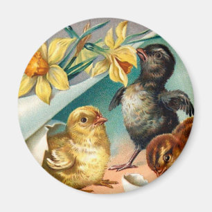 Vintage Chicks with Yellow Flowers Easter Greeting Magnet