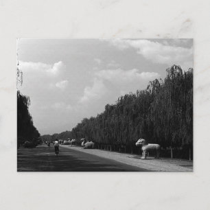 Vintage China Pekin beautiful pathway ming tombs Postcard