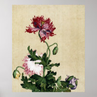 Vintage Chinese Red Poppy Botanical Art